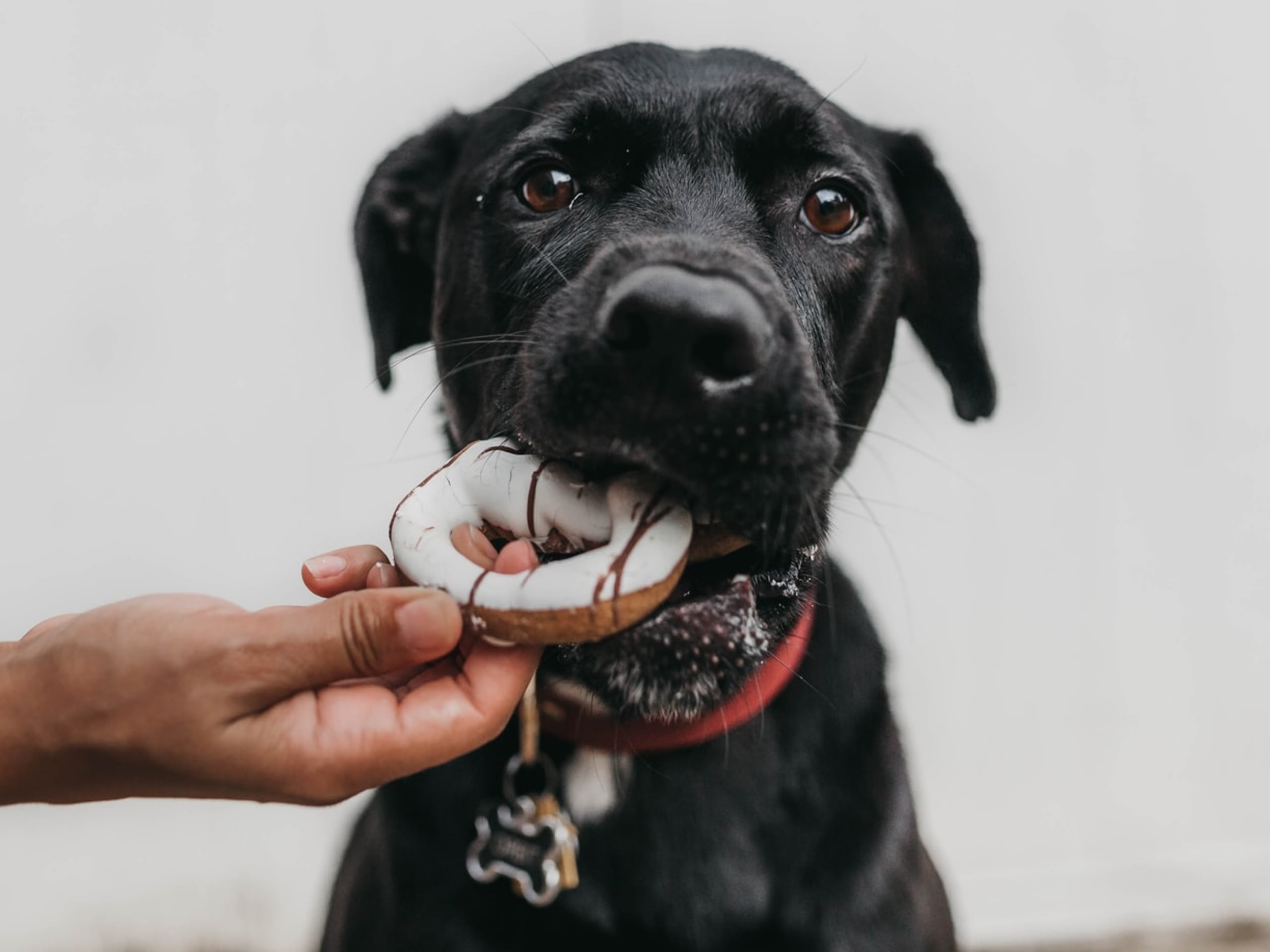 How Often Should I Give My Dog A Bone? A Guide To Canine Treats